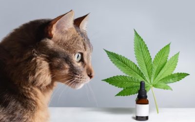 CBD para uso veterinário