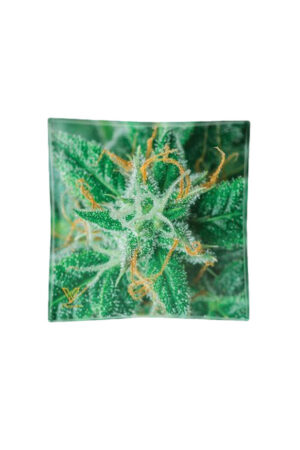 Cinzeiro de vidro - Flor cannabis