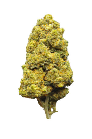 Flor BZ Amnesia Thunder