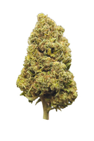 Flor BZ Watermelon