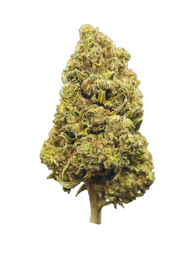 Flor BZ Watermelon